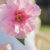 Camellias and a…