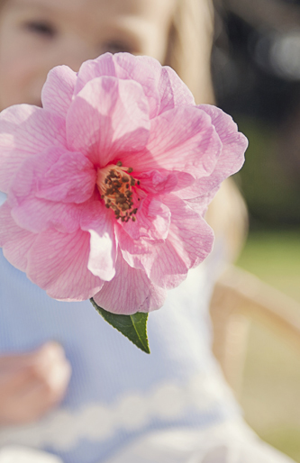 Camellias and a Baby Brother