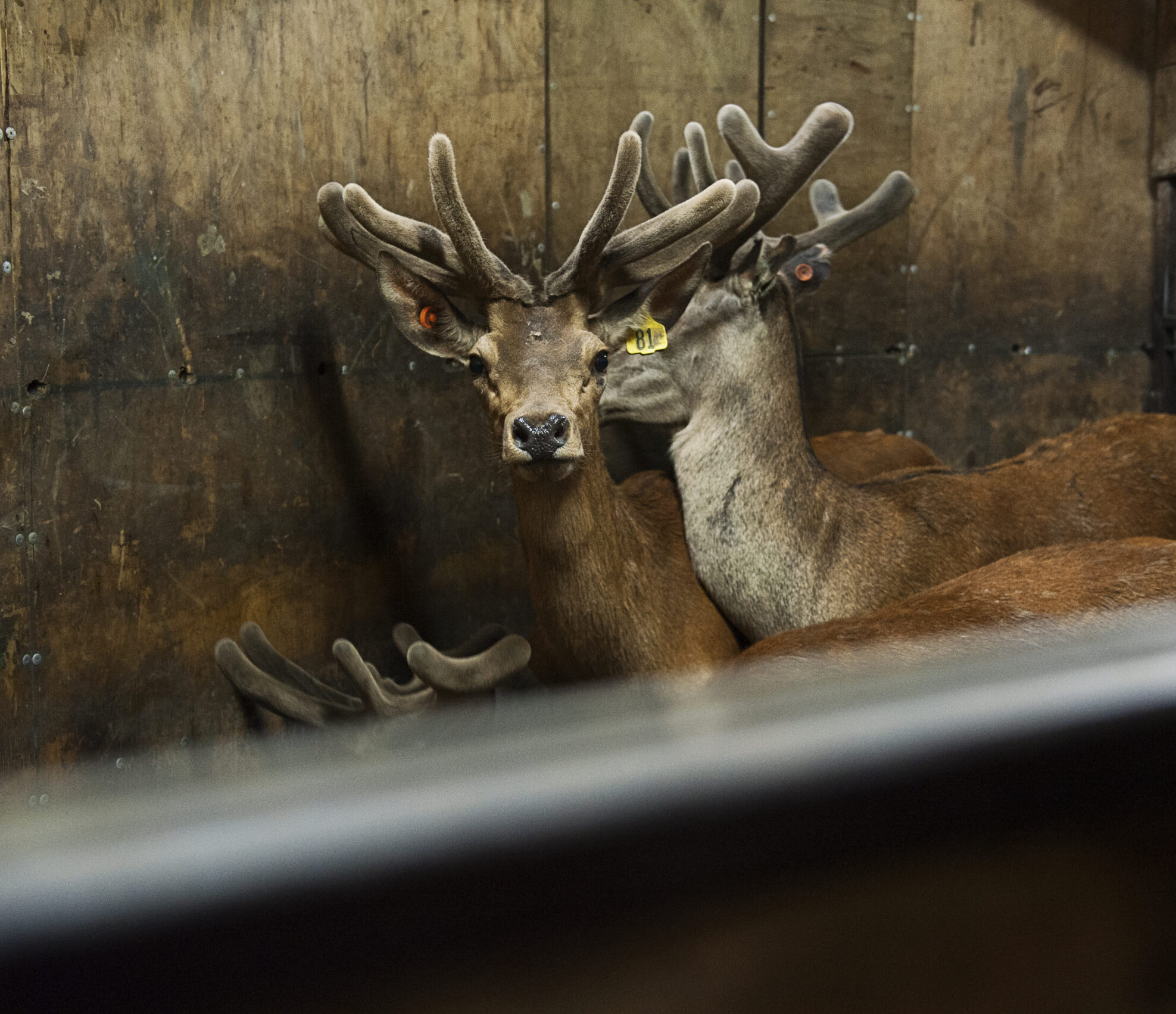 Vetlife – Hunter Deer Park