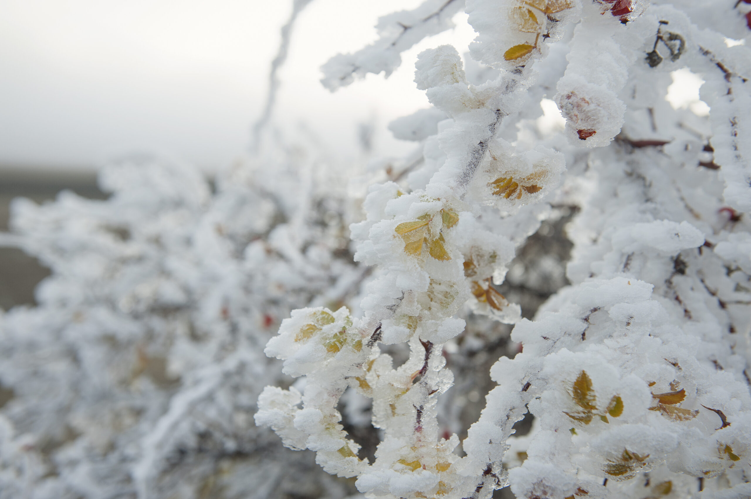 Hoar Frost